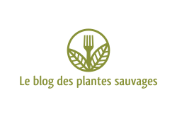 Le blog des plantes sauvages